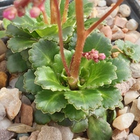 Saxifraga 'Clarence Elliott'